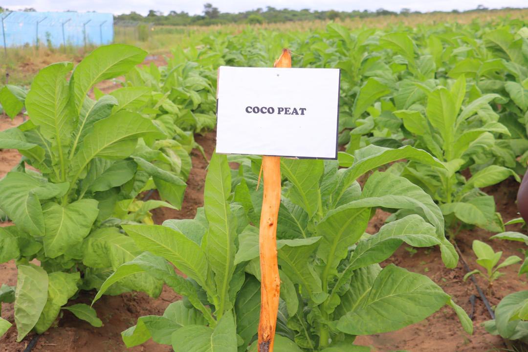 Peat Coco LSU